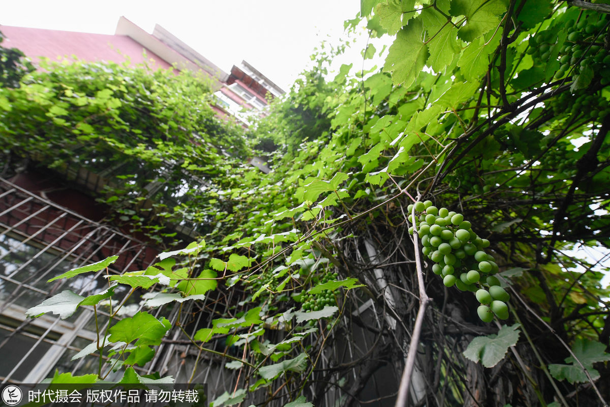 葡萄树长25年藤蔓爬满5层楼 能结1吨果实街坊邻里免费吃