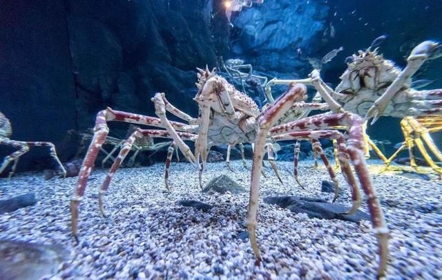 我们吃不起帝王蟹，挪威却泛滥成灾！现在他们头疼怎么吃也吃不完