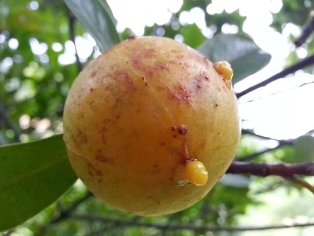 这金黄金黄的野果，你吃过吗