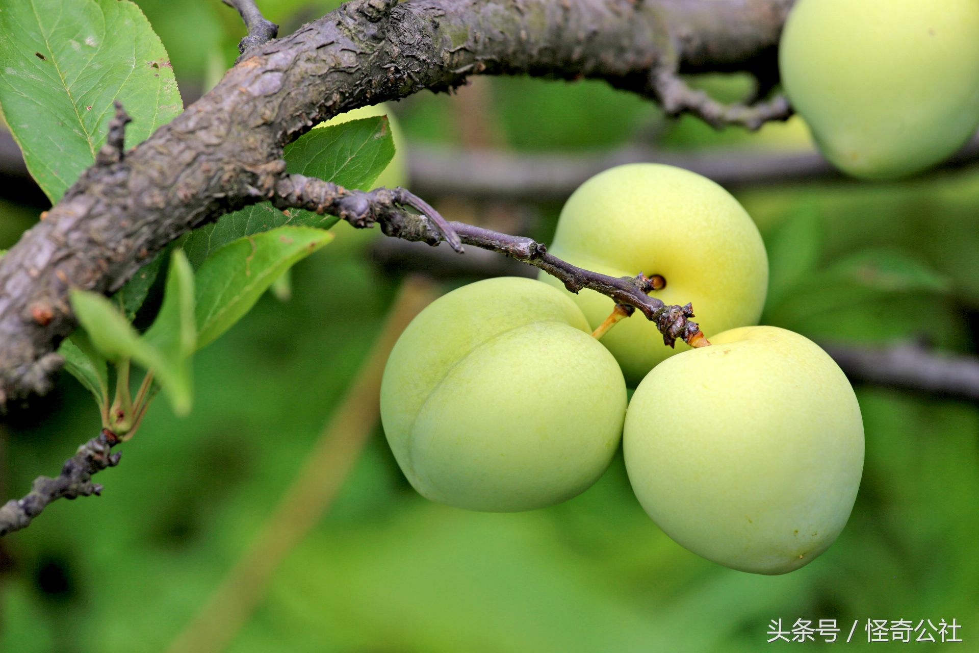 湖北枝江:乡村农家，李子熟了，满树果粒粒如宝石，采摘体验爽