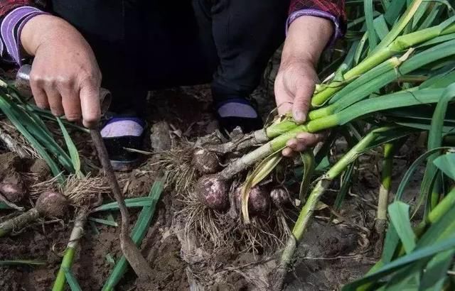 大蒜价跌的心疼，又遭连续阴雨天气！谁来帮帮中牟蒜农？