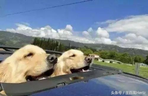 为什么狗狗坐车时喜欢将头伸出窗外?居然还有