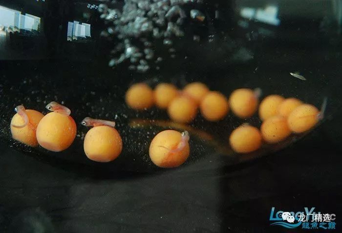 至今他们设在阿苏温泉地区的繁殖场的繁殖数目都相当可观 水族资讯 南昌水族馆第1张 至今他们设在阿苏温泉地区的繁殖场的繁殖数目都相当可观 水族资讯 南昌水族馆第1张