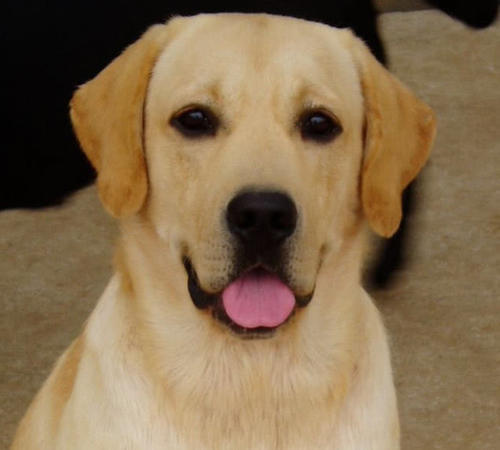 犬类中你最喜欢什么类型的狗呢,可爱呆萌乖巧