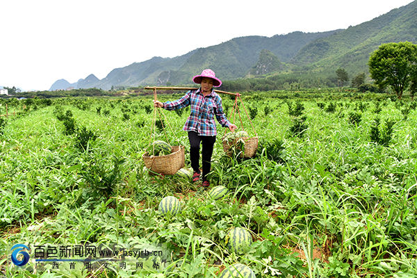 德保:脐橙果下套种西瓜获丰收