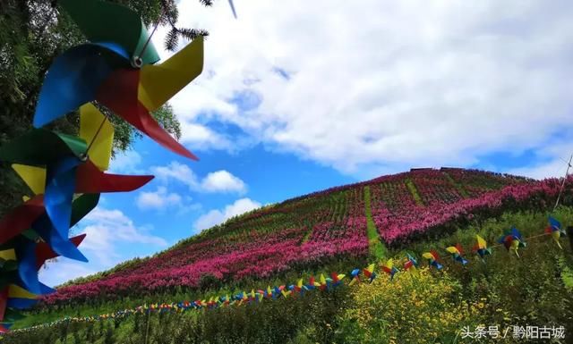 湖南西部有一座会“变红”的山，因一种让人“吃饱饭”的花而出名