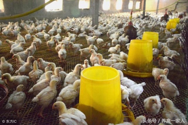 养鸡秘诀:关于养鸡净槽的好处,以下几点养鸡人必须掌握!