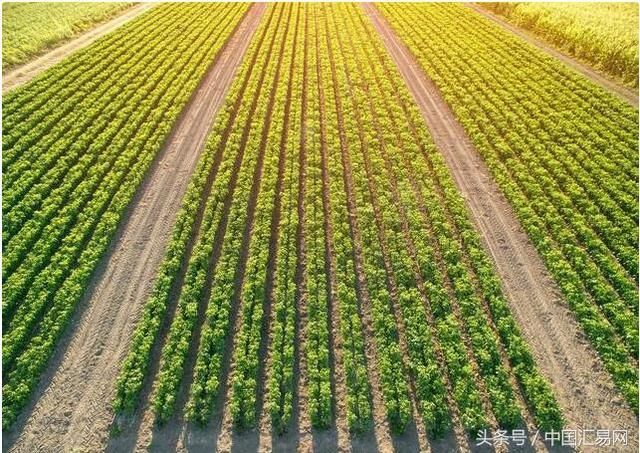 今年我国玉米出苗正常，东北局部干旱450万亩严重缺墒