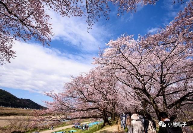 还在烦恼去哪看樱花?你绝对不可错过的9大赏樱圣地!