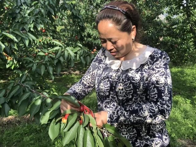 震后十年，汶川樱桃又红了