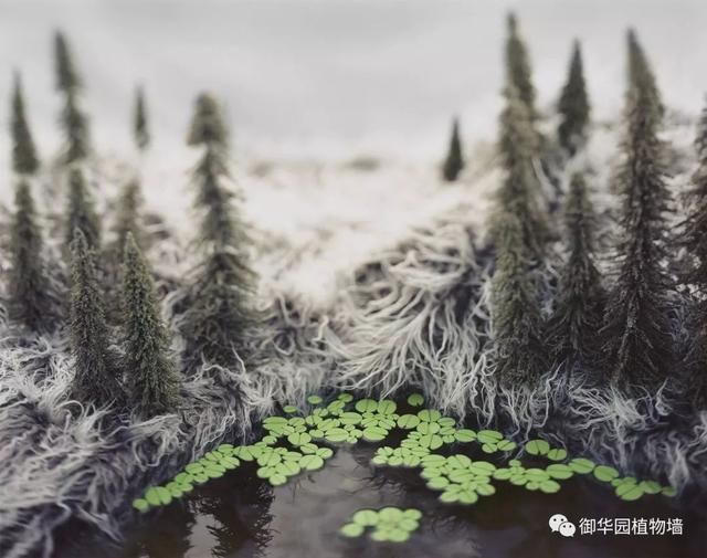 皮毛上的微景观，还原自然之美