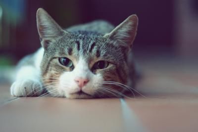 男子被猫抓伤半年后脑萎缩死亡,医院诊断或为