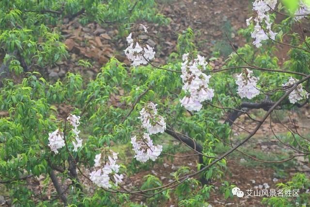 苏北最大艾山梧桐树林：花开正艳丽，赏花正当时