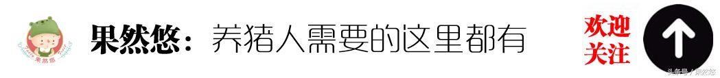 过年养猪人一定不能忘记这几件事，否则会导致不必要的损失