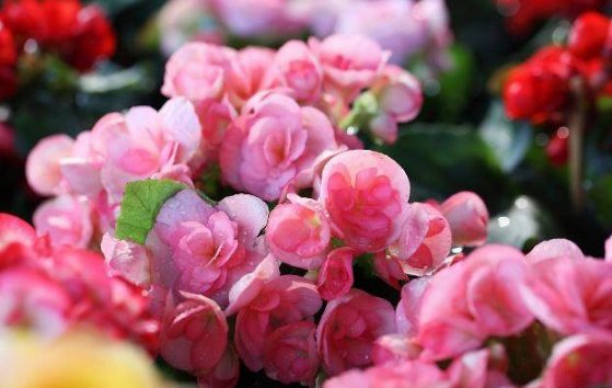 今年正财旺偏财多，“钱”程似锦的生肖