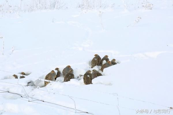 大美新疆 锦绣昭苏