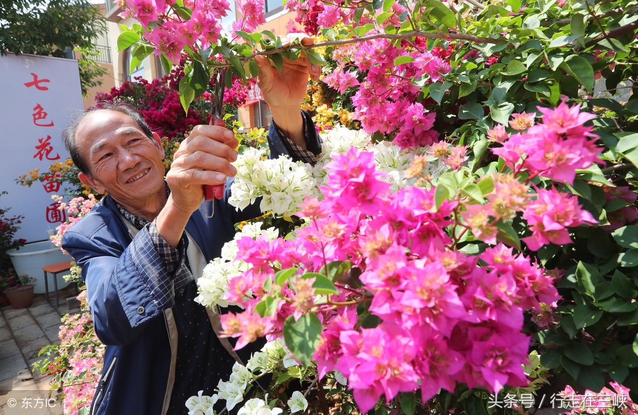 三角梅花开成瀑，花团似锦姹紫嫣红