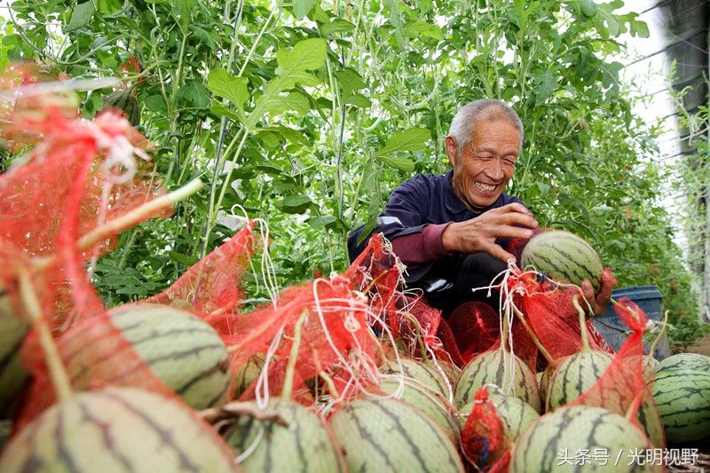 安徽新品种西瓜:不是“躺”在地上长，而是吊在半空中