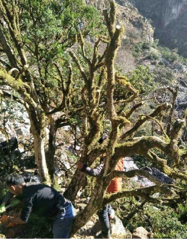 表哥山上的百年黄杨被人挖起来,正要抬回家,护林员:由