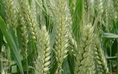 周口淮阳县气象局发布干热风预警!没事的不要