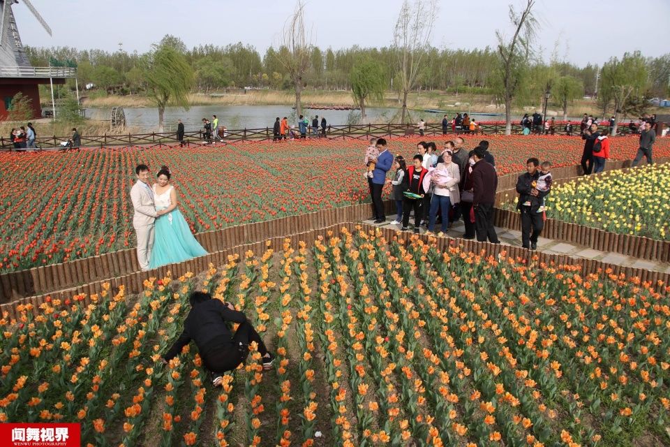 摄影师站郁金香花田拍婚纱，被批没素质起身后却让人竖大拇指