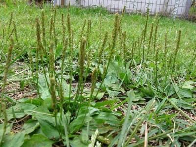 用车前草泡水喝，治疗痛风，结石，咳嗽药草