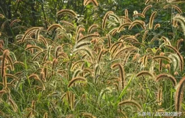 武汉30个春游免费景点大集合!踏青、骑行、拍照来这里就对了!