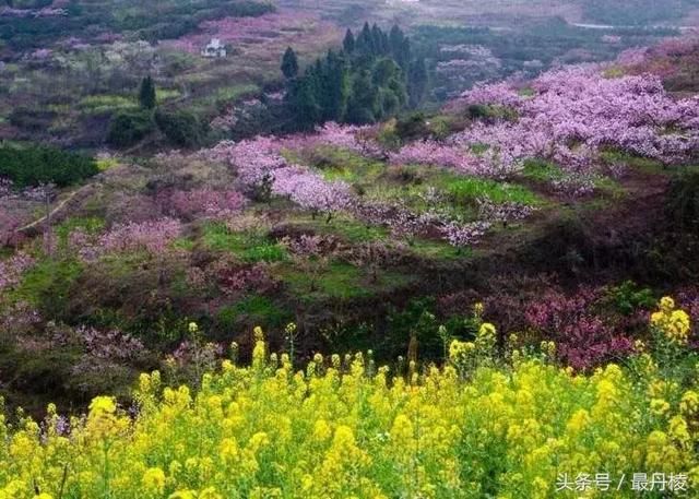 首届\＂柑桔节\＂、\＂桃花节\＂将在丹棱盛大举行！等你来参加..