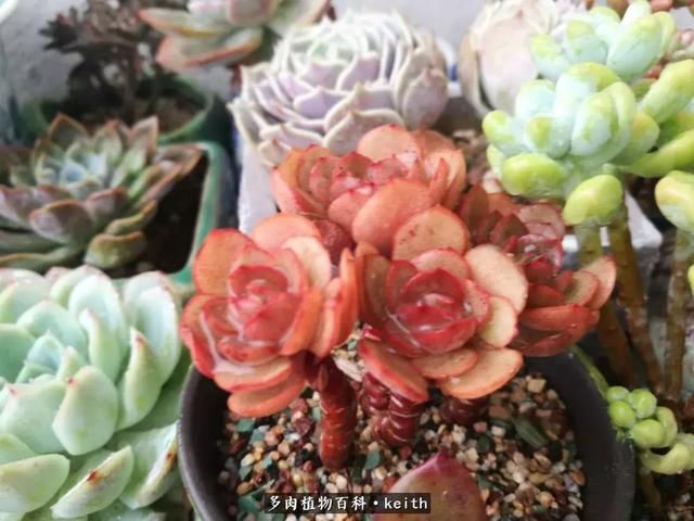 广东美肉,时间终究会给我们完美的馈赠!