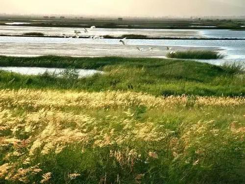 江门的这种鱼，被誉为“鱼类中的天才”！盛夏吃它正当时~丨寻味