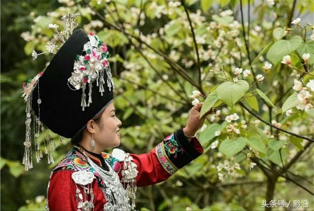 贵州松桃：苗乡油桐花开引客来 尽享好时光