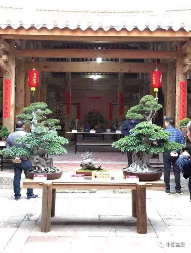 2018五店新春盆景展 真是让盆友大饱眼福