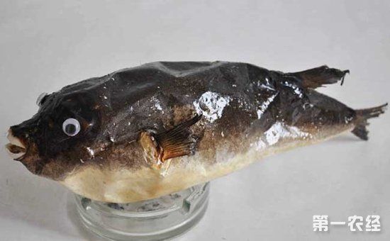 河豚鱼有哪些品种?河豚种类图片大全