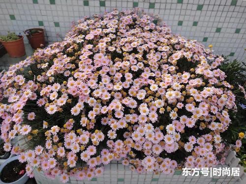 5楼35㎡顶楼“天台花园”,从苗到花球，只用了短短100天！