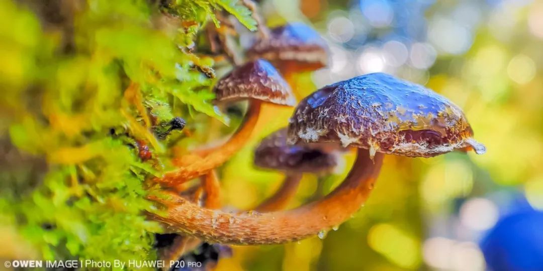 华为P20摄影技巧大全 手机摄影必看的教程