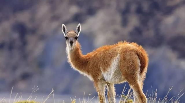 世界最佳旅游冒险目的地:智利