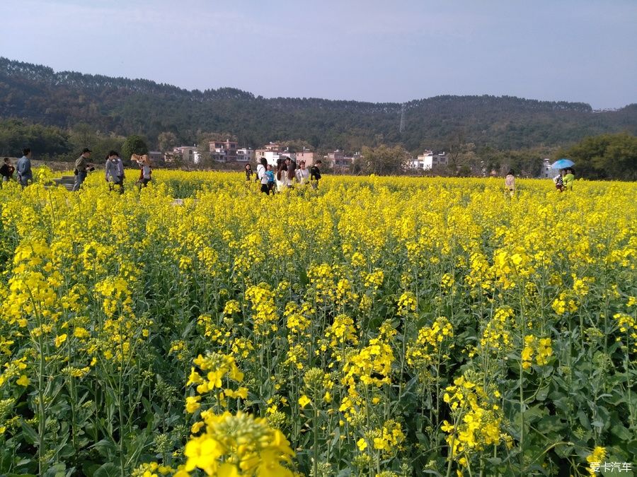 2018年春节粤北韶关赏花，火山上的油菜花 。