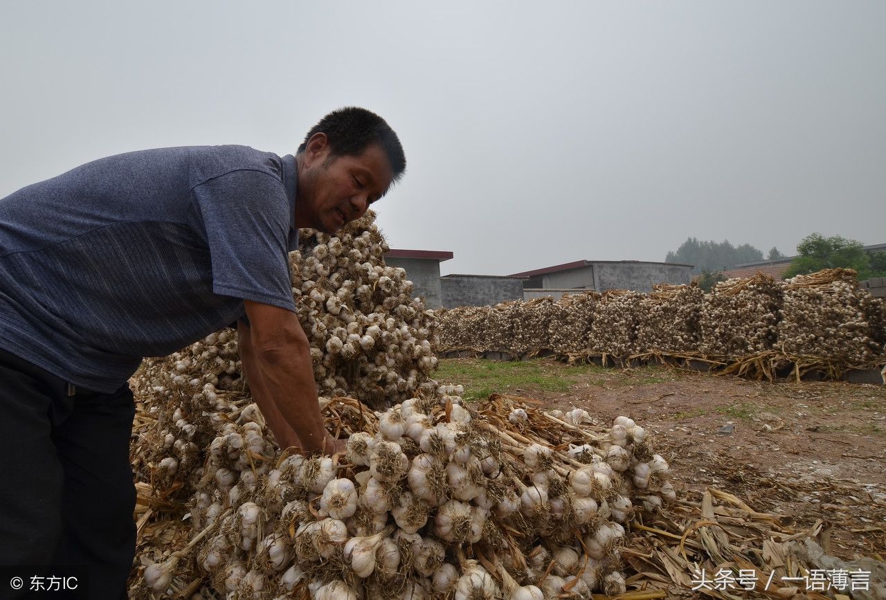 食用大蒜好处多多,但是今年大蒜收购的价格,却