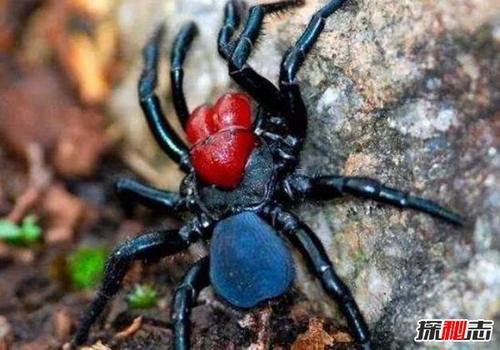 世界十大最毒蜘蛛,巴西游走蛛6微克毒液可杀老