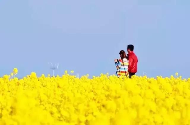 全部免费看!成都郊区7处油菜花海相继绽放,最大的竟有10万亩!