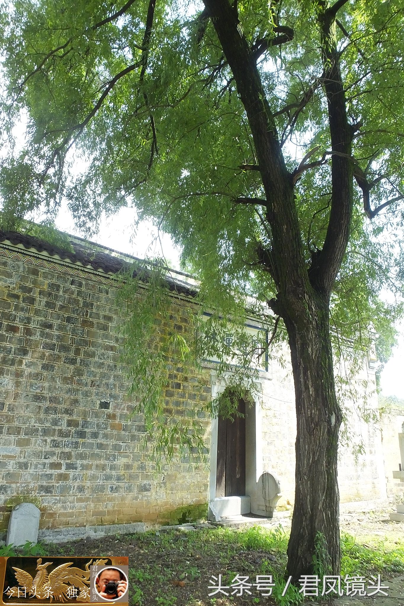 乡村趣闻:寺庙前，一棵杨柳树高约10米，树洞似菩萨的眼睛!