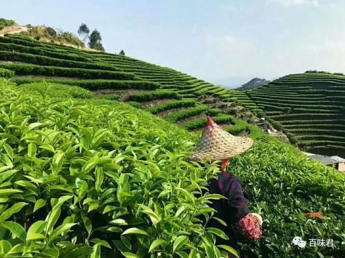 纯古法手工制作才算得上真正的凤凰单丛茶