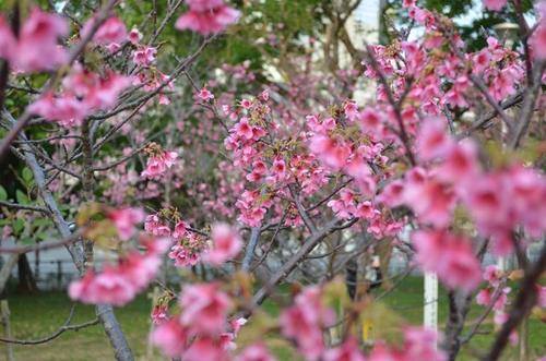 2019冲绳赏樱攻略 | 1月,遇见全日本最早盛开的