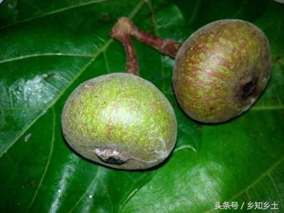这种水果结在树茎，果实里含蜜，果肉香甜芳香四溢，几乎没人见过