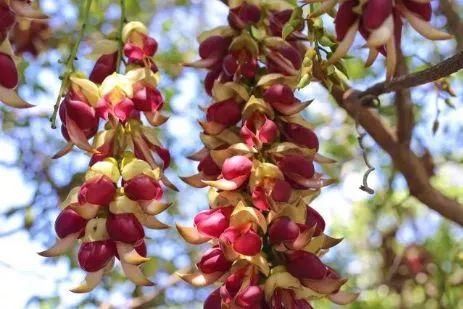 周六免费!广州附近这片禾雀花海没爆了,千万别错过了...