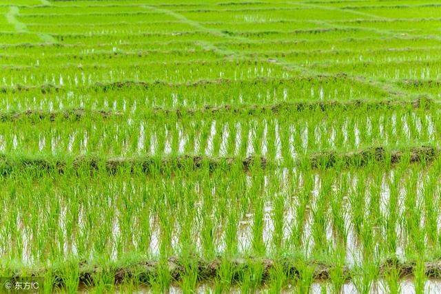 稻分蘖少咋整?怎样才能提高水稻有效分蘖?