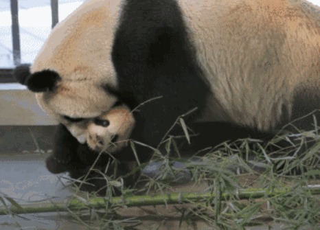 这只吐表情卖萌小熊猫火了:你看我可爱不?网AI图片格式舌头图片