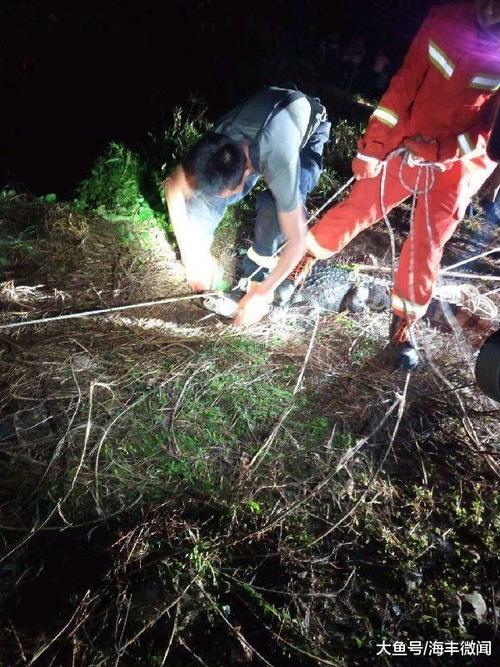 广东海丰消防迅速处置一只野外鳄鱼