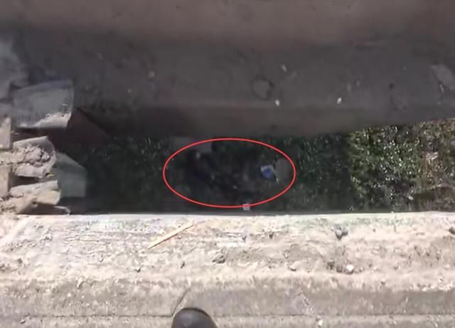 不要再做 低头族 !妈妈低头看手机,孩子横穿马