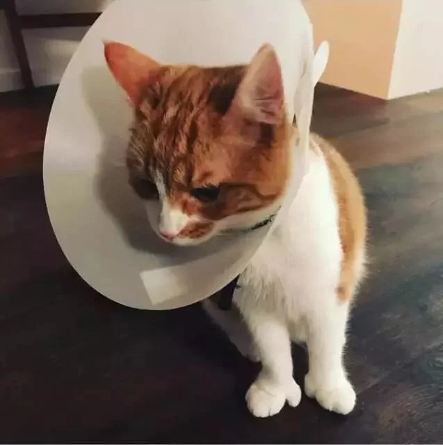 (文摘)从流浪猫到新西兰“第一猫” 这只橘猫用短短一生照亮了世界 - aihua191 - aihua191的 博 客 (文摘)从流浪猫到新西兰“第一猫” 这只橘猫用短短一生照亮了世界 - aihua191 - aihua191的 博 客